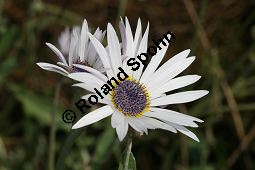 Anmutiges Bärenohr, Arctotis venusta Kauf von 06535_arctotis_venusta_img_4079.jpg