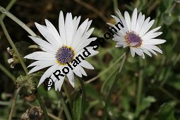 Anmutiges Bärenohr, Arctotis venusta Kauf von 06535_arctotis_venusta_img_4080.jpg