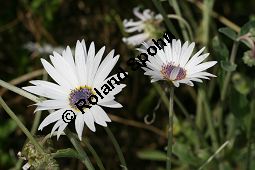 Anmutiges Bärenohr, Arctotis venusta Kauf von 06535_arctotis_venusta_img_4081.jpg