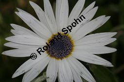 Anmutiges Bärenohr, Arctotis venusta Kauf von 06535_arctotis_venusta_img_4082.jpg