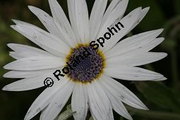 Anmutiges Bärenohr, Arctotis venusta Kauf von 06535_arctotis_venusta_img_4083.jpg