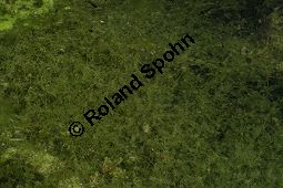 Armleuchteralge, Chara sp. Kauf von 06537_chara_sp_img_4196.jpg