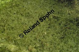 Armleuchteralge, Chara sp. Kauf von 06537_chara_sp_img_4197.jpg