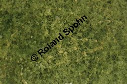 Armleuchteralge, Chara sp. Kauf von 06537_chara_sp_img_4198.jpg