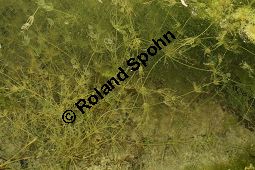 Armleuchteralge, Chara sp. Kauf von 06537_chara_sp_img_4199.jpg