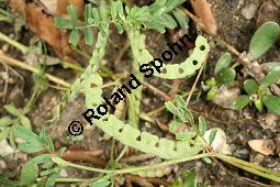 Einhülsiger Hufeisenklee, Hippocrepis unisiliquosa, Hippocrepis biflora Kauf von 06540_hippocrepis_unisiliquosa_img_4100.jpg