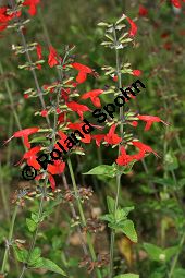 Blut-Salbei, Scharlachroter Salbei, Scharlach-Salbei, Salvia coccinea Kauf von 06544_salvia_coccinea_img_4070.jpg