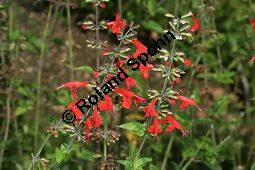 Blut-Salbei, Scharlachroter Salbei, Scharlach-Salbei, Salvia coccinea Kauf von 06544_salvia_coccinea_img_4071.jpg