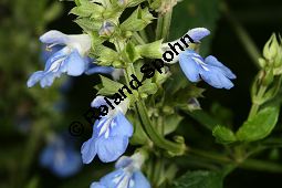 Moor-Salbei, Sumpf-Salbei, Salvia uliginosa Kauf von 06545_salvia_uliginosa_img_4027.jpg