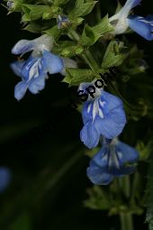 Moor-Salbei, Sumpf-Salbei, Salvia uliginosa Kauf von 06545_salvia_uliginosa_img_4028.jpg