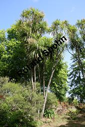 Riesen-Palmlilie, Yucca elephantipes Kauf von 06552_yucca_elephantipes_img_2190.jpg