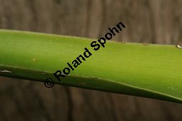 Riesen-Palmlilie, Yucca elephantipes Kauf von 06552_yucca_elephantipes_img_3375.jpg