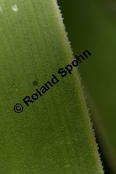 Riesen-Palmlilie, Yucca elephantipes Kauf von 06552_yucca_elephantipes_img_3985.jpg