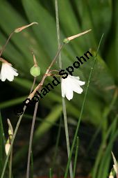 Herbst-Knotenblume, Leucojum autumnale Kauf von 06553_leucojum_autumnale_img_3954.jpg
