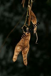 Hybrid-Goldregen, Laburnum x watereri, Laburnum watereri Kauf von 06558_laburnum_watereri_img_3822.jpg