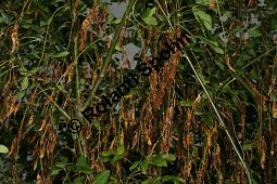 Hybrid-Goldregen, Laburnum x watereri, Laburnum watereri Kauf von 06558_laburnum_watereri_img_3824.jpg