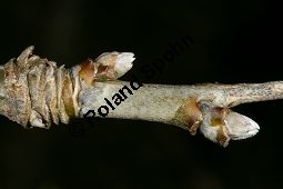 Hybrid-Goldregen, Laburnum x watereri, Laburnum watereri Kauf von 06558_laburnum_watereri_img_6209.jpg