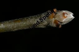 Hybrid-Goldregen, Laburnum x watereri, Laburnum watereri Kauf von 06558_laburnum_watereri_img_6210.jpg