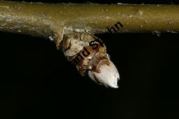 Hybrid-Goldregen, Laburnum x watereri, Laburnum watereri Kauf von 06558_laburnum_watereri_img_6211.jpg