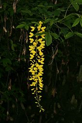 Hybrid-Goldregen, Laburnum x watereri, Laburnum watereri Kauf von 06558_laburnum_watereri_img_8625.jpg