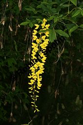 Hybrid-Goldregen, Laburnum x watereri, Laburnum watereri Kauf von 06558_laburnum_watereri_img_8626.jpg