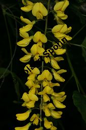 Hybrid-Goldregen, Laburnum x watereri, Laburnum watereri Kauf von 06558_laburnum_watereri_img_8628.jpg