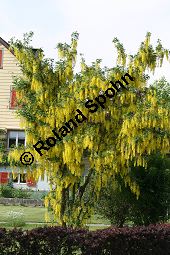 Hybrid-Goldregen, Laburnum x watereri, Laburnum watereri Kauf von 06558_laburnum_watereri_img_8710.jpg