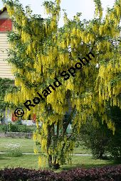 Hybrid-Goldregen, Laburnum x watereri, Laburnum watereri Kauf von 06558_laburnum_watereri_img_8712.jpg