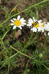 Acker-Hundskamille, Anthemis arvensis Kauf von 06559_anthemis_arvensis_img_3511.jpg