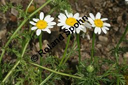 Acker-Hundskamille, Anthemis arvensis Kauf von 06559_anthemis_arvensis_img_3512.jpg