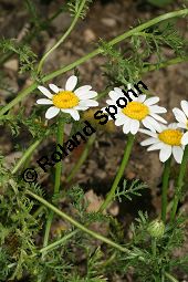 Acker-Hundskamille, Anthemis arvensis Kauf von 06559_anthemis_arvensis_img_3514.jpg