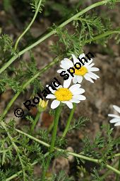 Acker-Hundskamille, Anthemis arvensis Kauf von 06559_anthemis_arvensis_img_3515.jpg