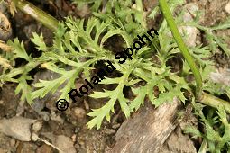 Acker-Hundskamille, Anthemis arvensis Kauf von 06559_anthemis_arvensis_img_3517.jpg