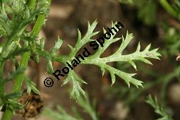 Acker-Hundskamille, Anthemis arvensis Kauf von 06559_anthemis_arvensis_img_3518.jpg