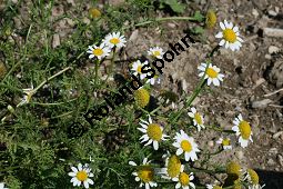 Acker-Hundskamille, Anthemis arvensis Kauf von 06559_anthemis_arvensis_img_3523.jpg