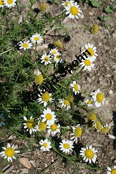 Acker-Hundskamille, Anthemis arvensis Kauf von 06559_anthemis_arvensis_img_3524.jpg