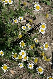 Acker-Hundskamille, Anthemis arvensis Kauf von 06559_anthemis_arvensis_img_3525.jpg