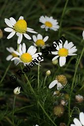 Acker-Hundskamille, Anthemis arvensis Kauf von 06559_anthemis_arvensis_img_3702.jpg