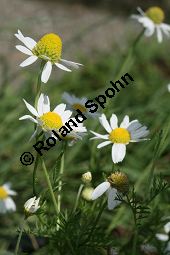 Acker-Hundskamille, Anthemis arvensis Kauf von 06559_anthemis_arvensis_img_3704.jpg