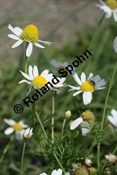 Acker-Hundskamille, Anthemis arvensis Kauf von 06559_anthemis_arvensis_img_3705.jpg