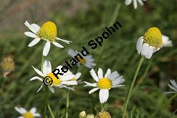 Acker-Hundskamille, Anthemis arvensis Kauf von 06559_anthemis_arvensis_img_3707.jpg