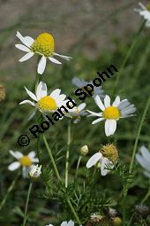 Acker-Hundskamille, Anthemis arvensis Kauf von 06559_anthemis_arvensis_img_3708.jpg