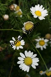 Acker-Hundskamille, Anthemis arvensis Kauf von 06559_anthemis_arvensis_img_3711.jpg