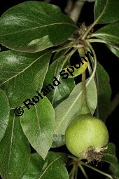 Schnee-Birne, Pyrus nivalis Kauf von 06560_pyrus_nivalis_img_3695.jpg