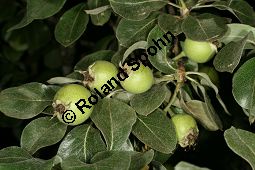 Schnee-Birne, Pyrus nivalis Kauf von 06560_pyrus_nivalis_img_3696.jpg