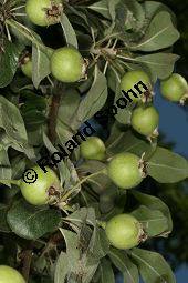 Schnee-Birne, Pyrus nivalis Kauf von 06560_pyrus_nivalis_img_3697.jpg