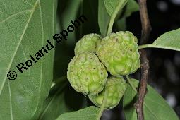 Seidenwurmdorn, Cudrania tricuspidata Kauf von 06561_cudrania_tricuspidata_dsc_7963.jpg