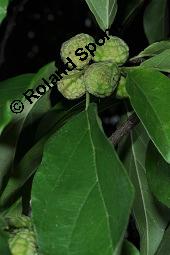 Seidenwurmdorn, Cudrania tricuspidata Kauf von 06561_cudrania_tricuspidata_dsc_7964.jpg