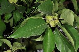 Seidenwurmdorn, Cudrania tricuspidata Kauf von 06561_cudrania_tricuspidata_dsc_7965.jpg