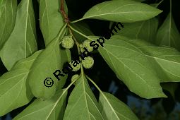 Seidenwurmdorn, Cudrania tricuspidata Kauf von 06561_cudrania_tricuspidata_img_3499.jpg